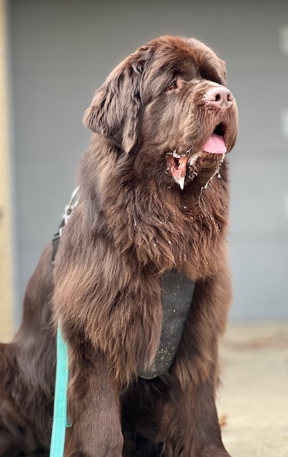 brown Newfoundland dog slobbering