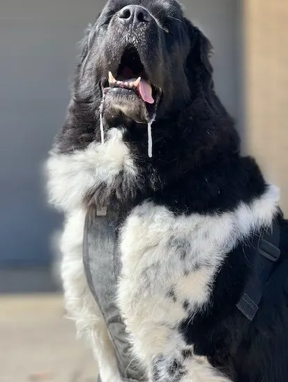 Landseer Newfoundland drooling