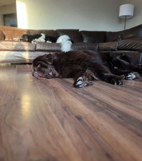 brown Newfie laying on laminate flooring in house