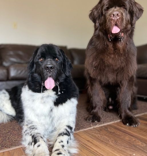 2 Newfoundlands drooling