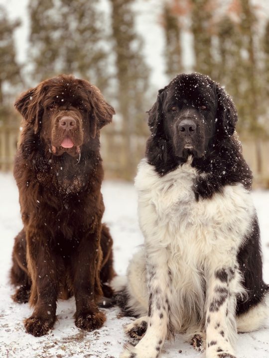 adopted newfoundland vs well bred newfoundland