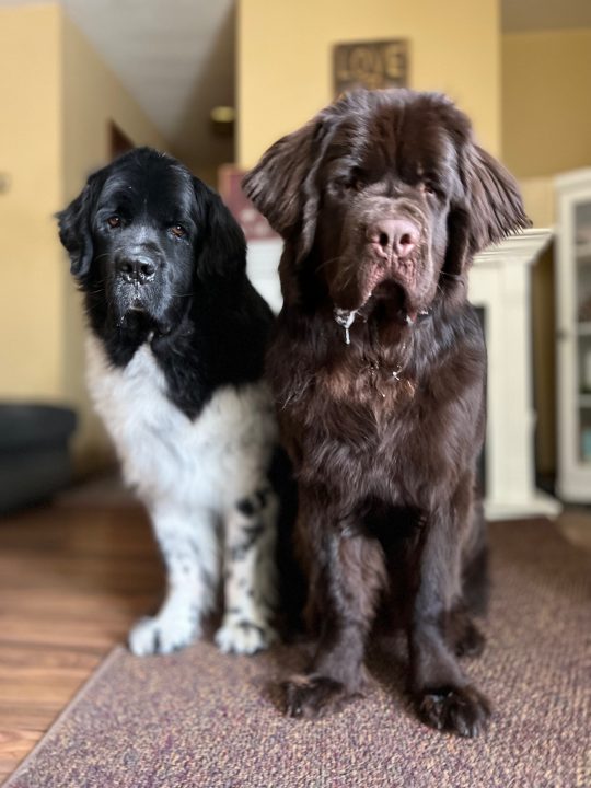 landseer and brown newfie standing next to each other