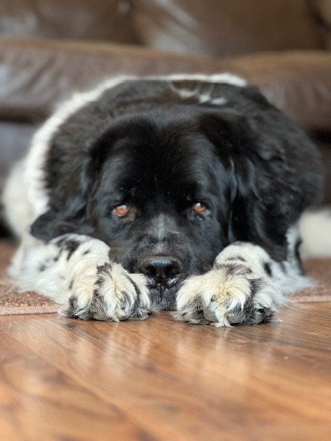 Newfoundland dogs have an average lifespan of 10-12 years