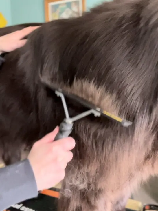 Using a Sullivan comb on a dog