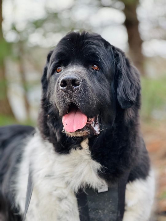 landseer newfoundland