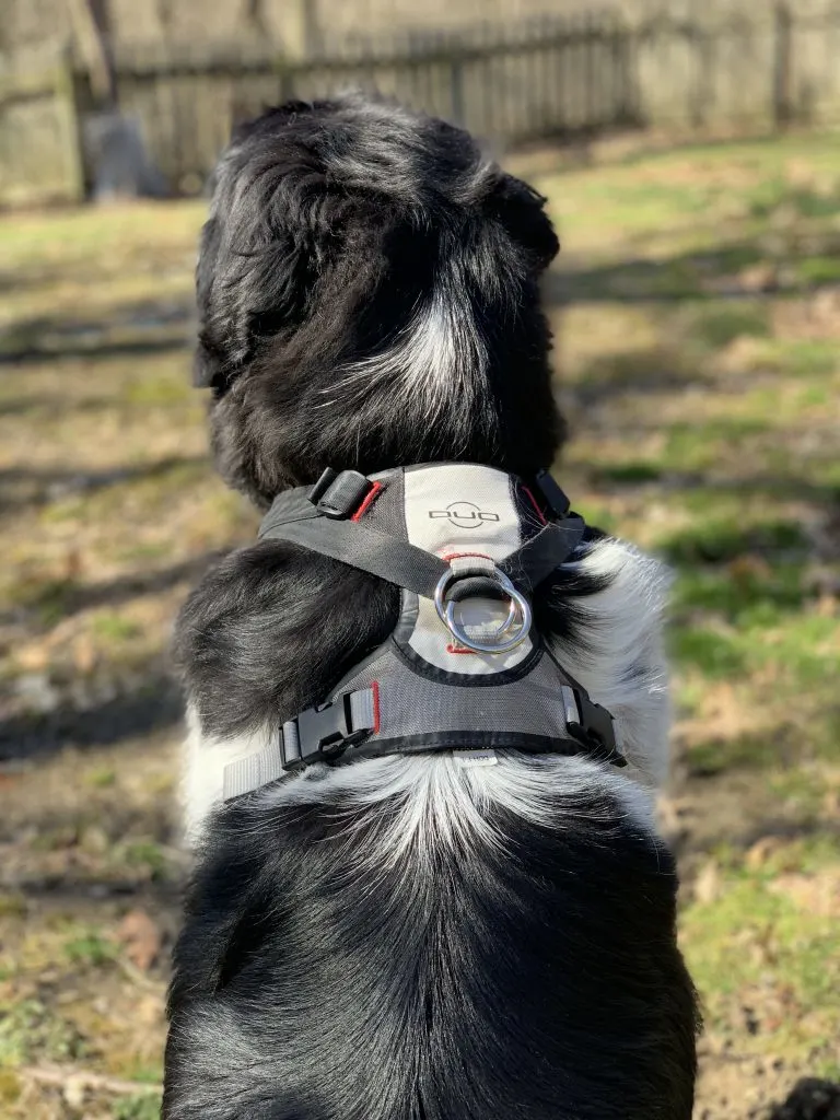 duo adapt dog harness