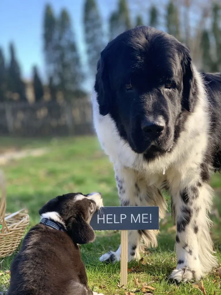 newfoundland dog and corgi puppy