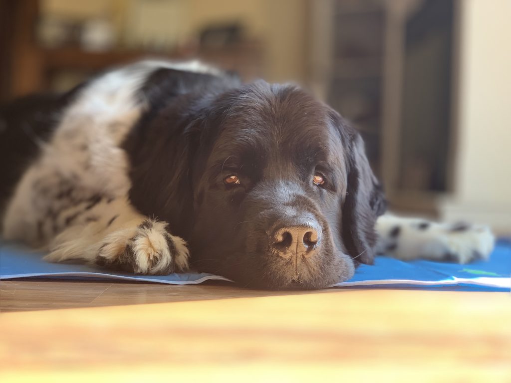 landseer newfoundland sleeping on cooling pad