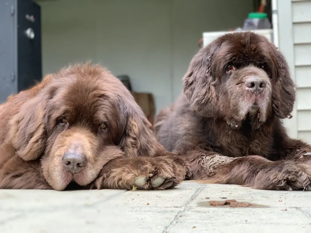 2 brown newfies