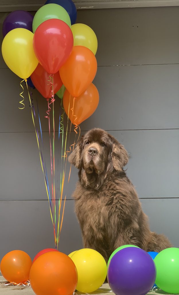 newfie celebrating 11th birthday