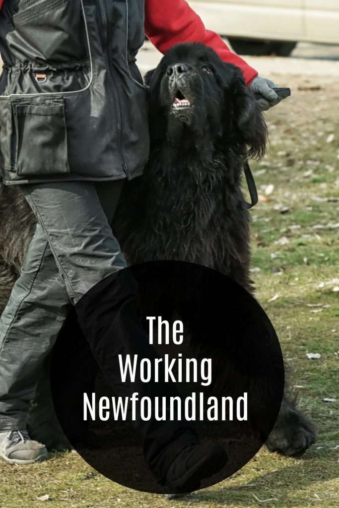 newfoundland dog working