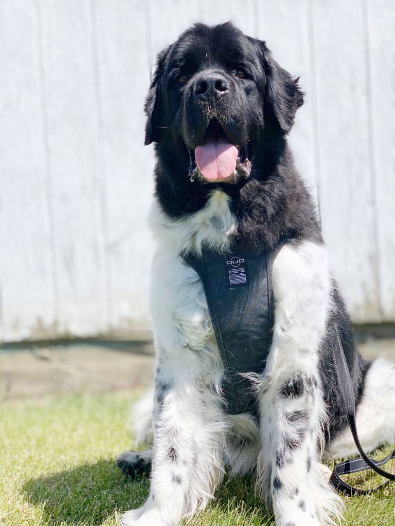 newfoundland dog wearing dog harness