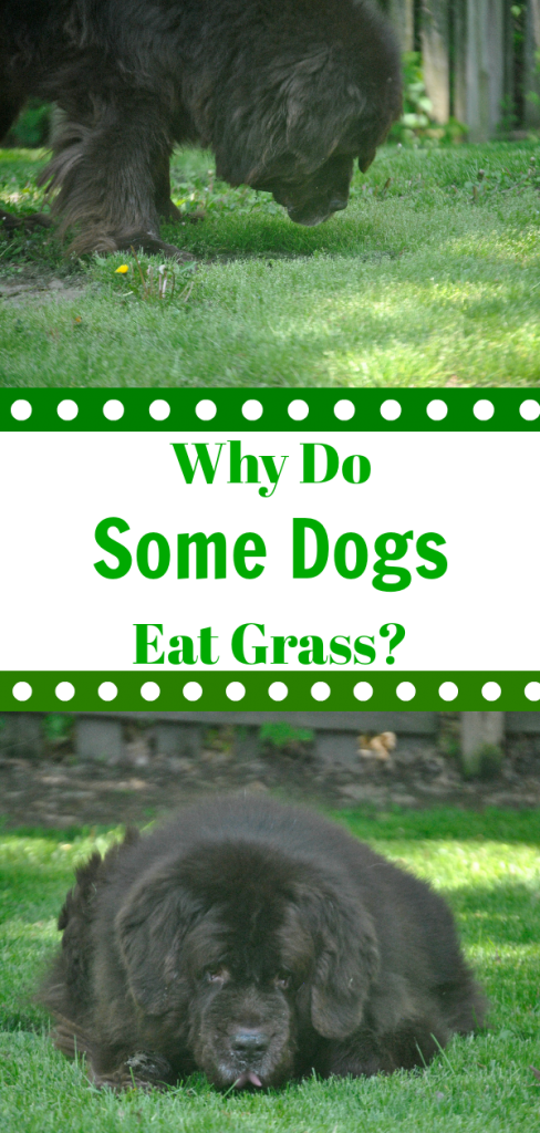 Contary to popular belief, when dogs eat grass it doesn't always mean that they are feeling sick. Many dogs will eat grass because they like the taste of it. 