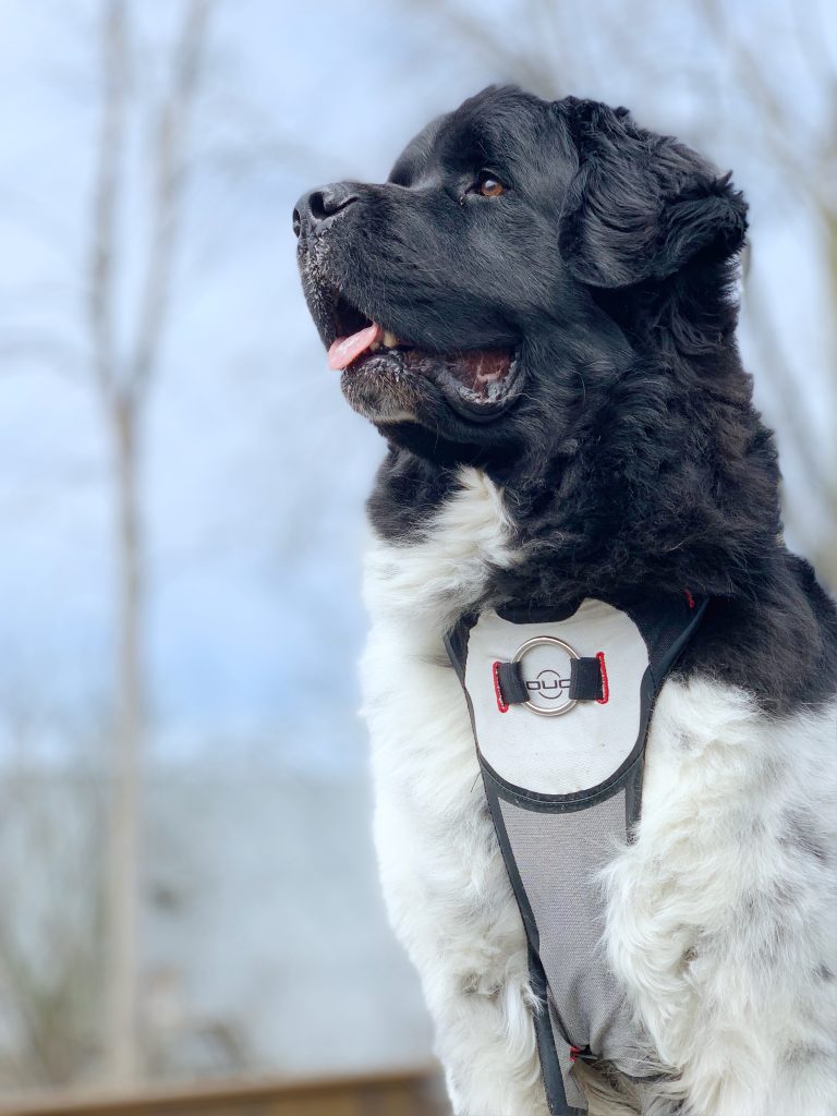 newfoundland dog wearing walking harness