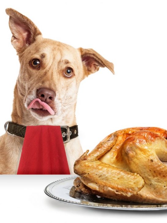 Dog Hungry for Thanksgiving Turkey