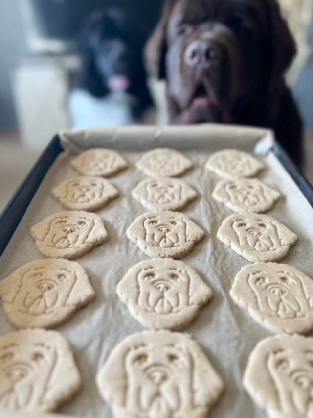 homemade apple dog treats on parchment lined cookie sheet