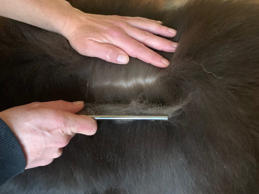 line combing newfoundland dog with greyhound comb