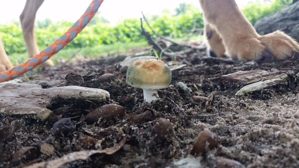 Backyard Mushrooms That Can Be Poisonious To Dogs