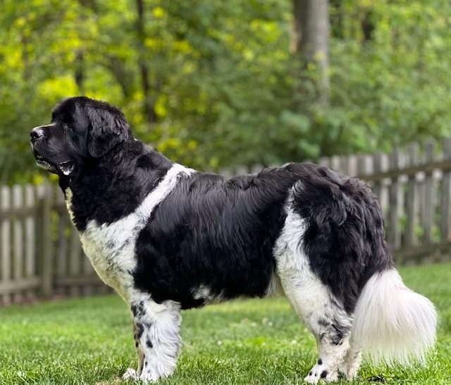 Landseer Newfie standing on grass