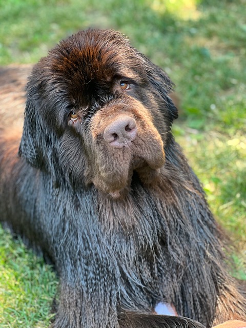 how long does it take for a dog's hair to grow back