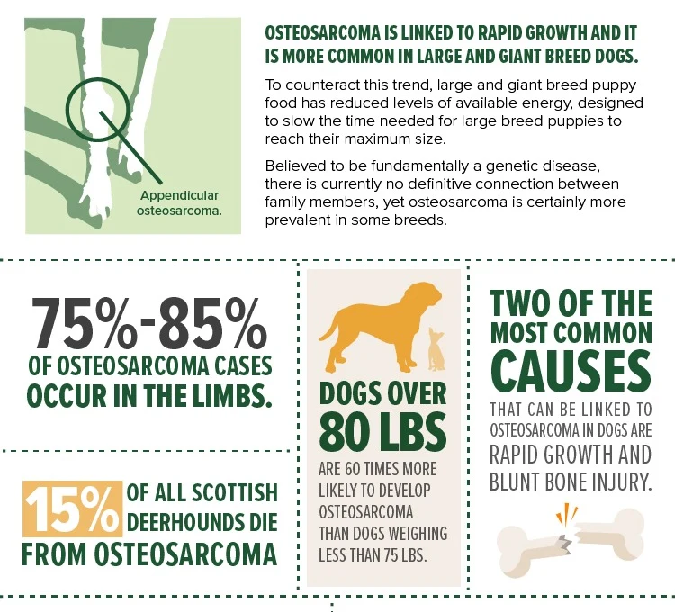 Two of the most common causes that can be linked to osteosarcoma in dogs are rapid growth and blunt bone injury