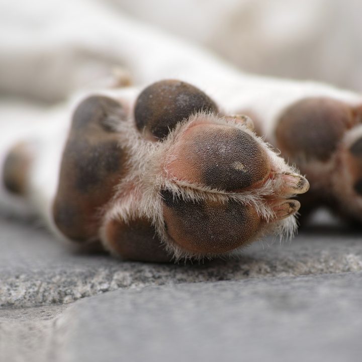 Shea butter, beeswax,  coconut oil and Vitamin E are all you need to make a healing and protective homemade paw wax for your dog's paws!