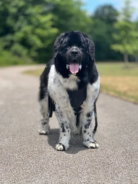 preventing neck injuries in dogs-use a walking harness not a dog collar