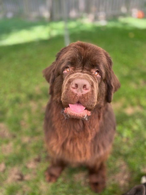 brown adolescent dog sitting down