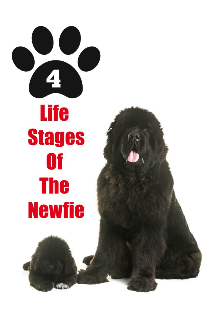 adult black newfoundland dog and puppy