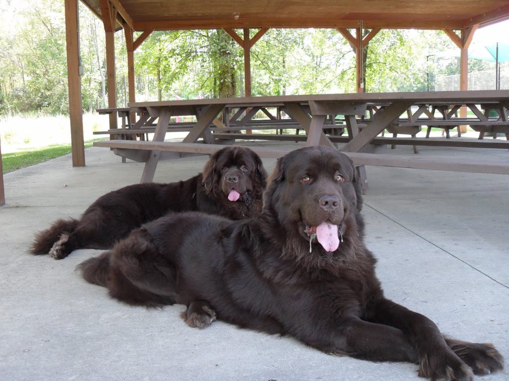 2 brown newfoundland dogs