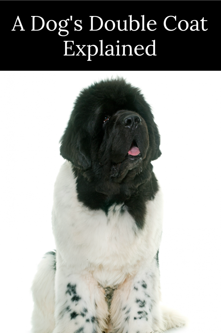 landseer newfoundland in full coat