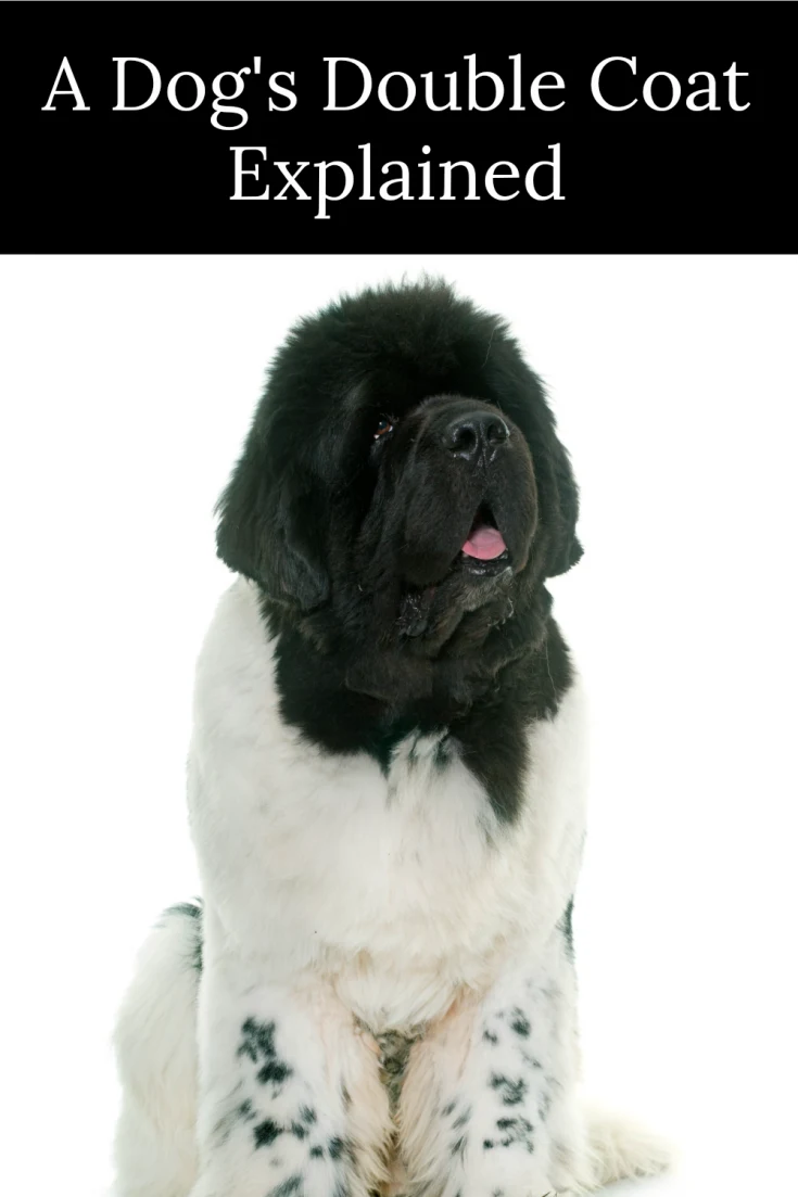 landseer newfoundland in full coat