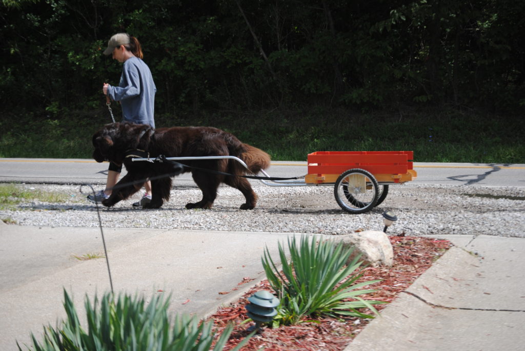 Carting, also referred to as drafting is an activity that involves a dog pulling a cart or wagon. The sport of drafting or carting can be done by most any dog but dogs that are commonly part of the working breed class are most often known for doing this. These breeds include the Newfoundland, Bernese Mountain Dog, Great Swiss Mountain Dog, Leonberger and the Saint Bernard.