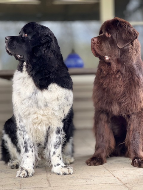 landseer and brown Newfoundland dog sitting next to each other